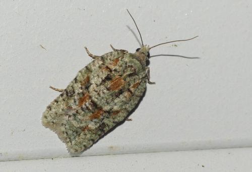 Acleris literana